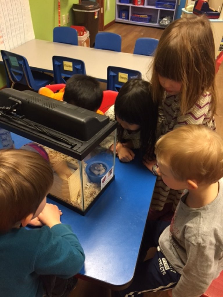 Meet the preschooler's new pet hamster, Bucky!