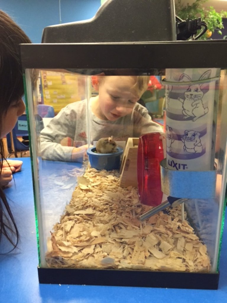 The preschoolers have a new classmate! Meet Bucky the Hamster!